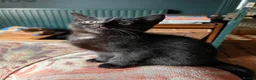 Mixed Breed cats for sale: Four varied mixed breed kittens - Advert 29