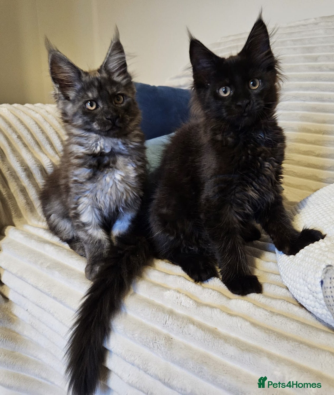 Maine Coon cats Maine coon kittens  - Advert 13