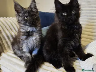 Maine Coon cats Maine coon kittens - Advert 13