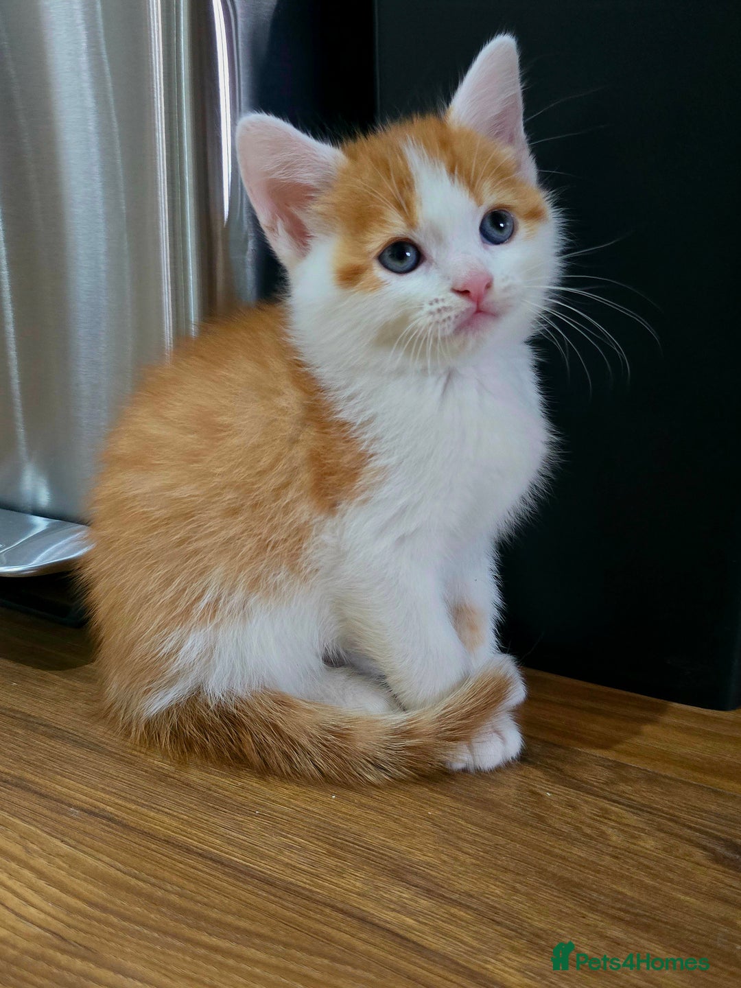 Mixed Breed cats for sale: 6 kittens  - Image 5