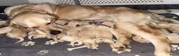 Goldador dogs for sale: 8 beautiful golden retriever x red lab puppies  - Advert 9