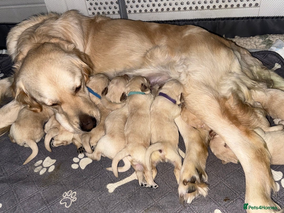 Goldador dogs for sale: 8 beautiful golden retriever x red lab puppies  - Advert 9