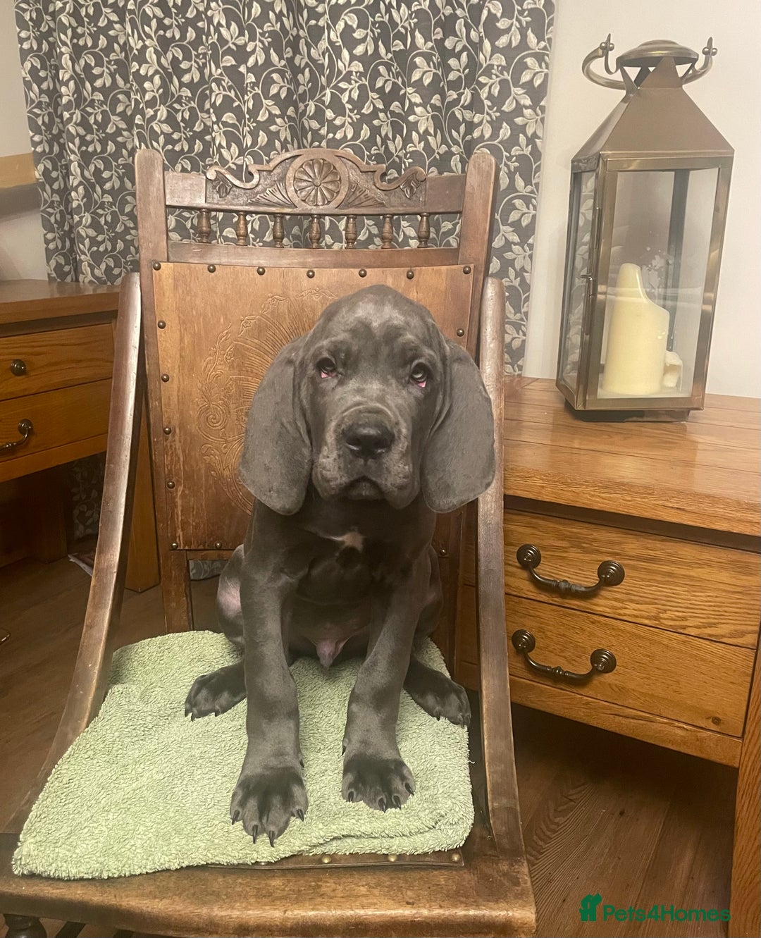 Mixed Breed dogs for sale: STUNNING MASTIFF/GREAT DANE PUPPIES - Advert 4