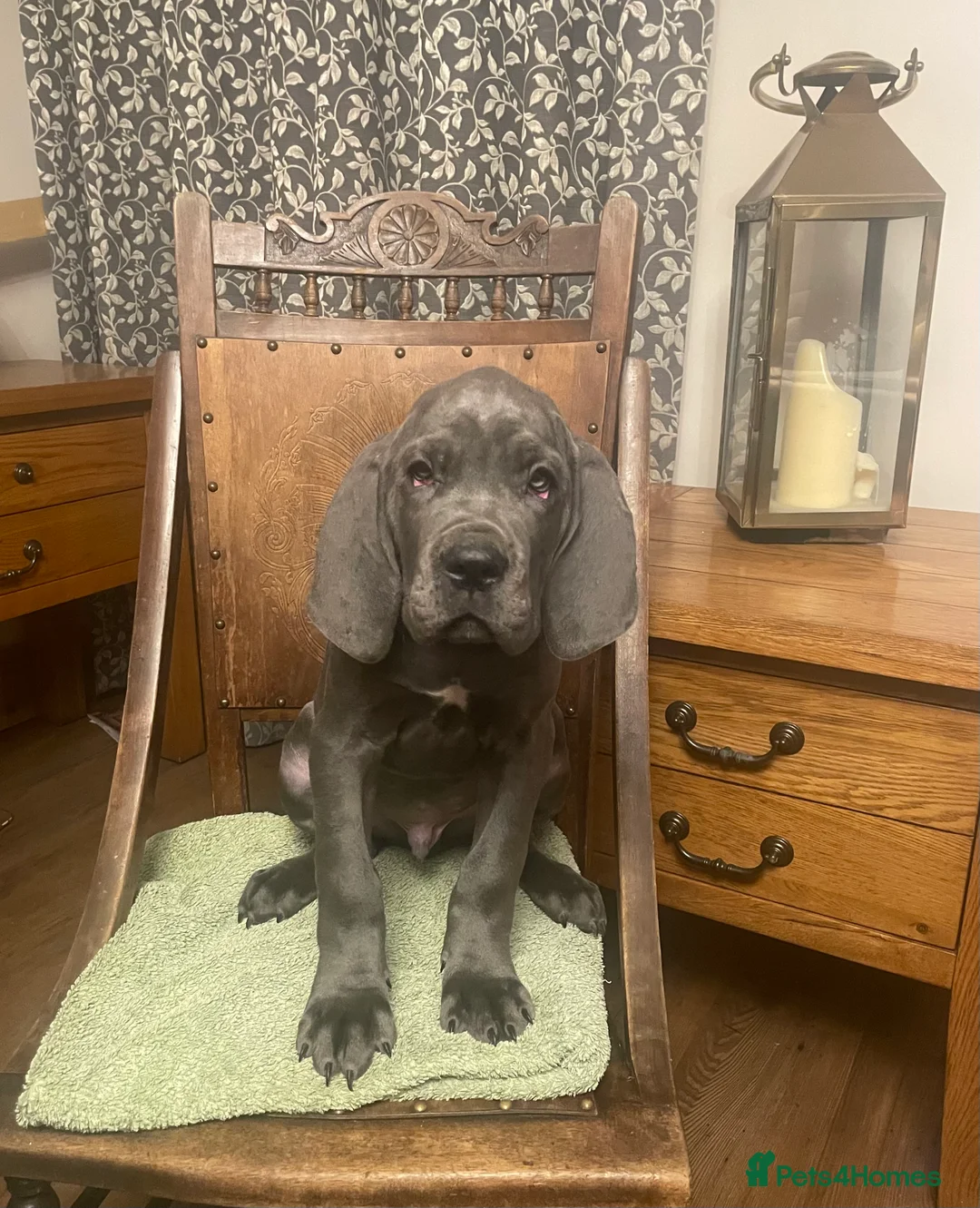 Mixed Breed dogs for sale: STUNNING MASTIFF/GREAT DANE PUPPIES - Advert 16