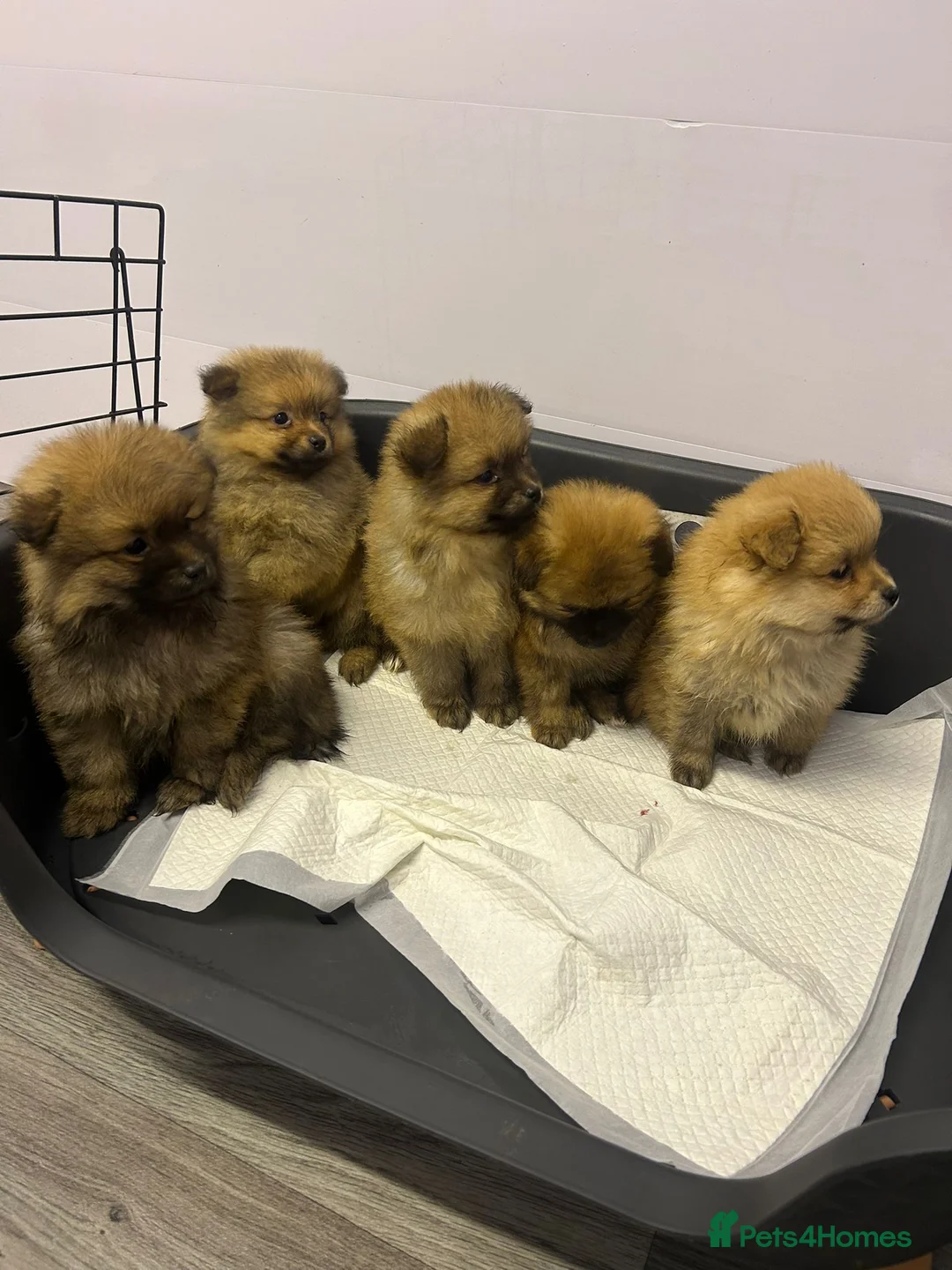 Pomeranian dogs for sale: 4 pomeranin girls and 2 pomeranian boys  - Advert 2