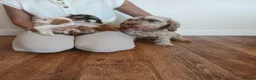 Cockapoo dogs for sale: Cockapoo puppies  - Advert 17
