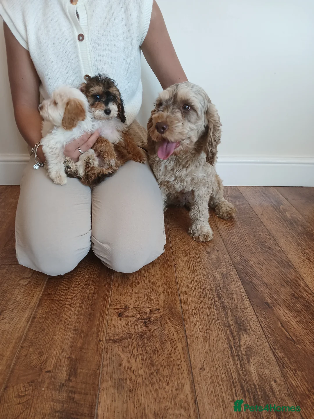 Cockapoo dogs for sale: Cockapoo puppies  - Advert 17