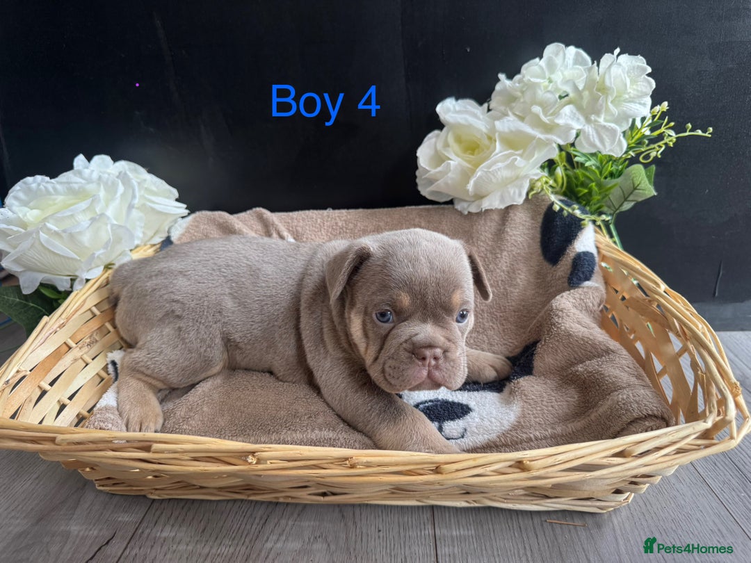English Bulldog dogs for sale: Outstanding English, bulldog puppies - Image 9