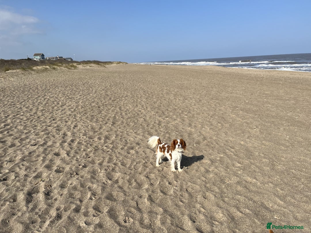 Cavalier King Charles Spaniel dogs for stud: Chocolate KC Health Tested Blenheim Stud - Advert 3