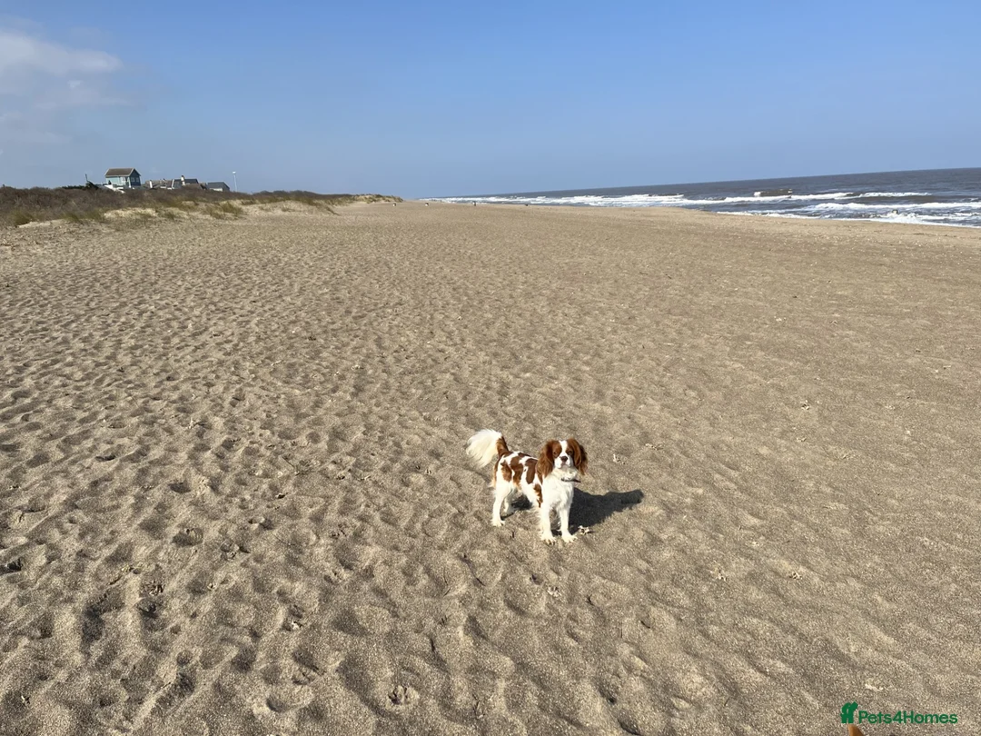 Cavalier King Charles Spaniel dogs for stud: Chocolate KC Health Tested Blenheim Stud - Advert 3