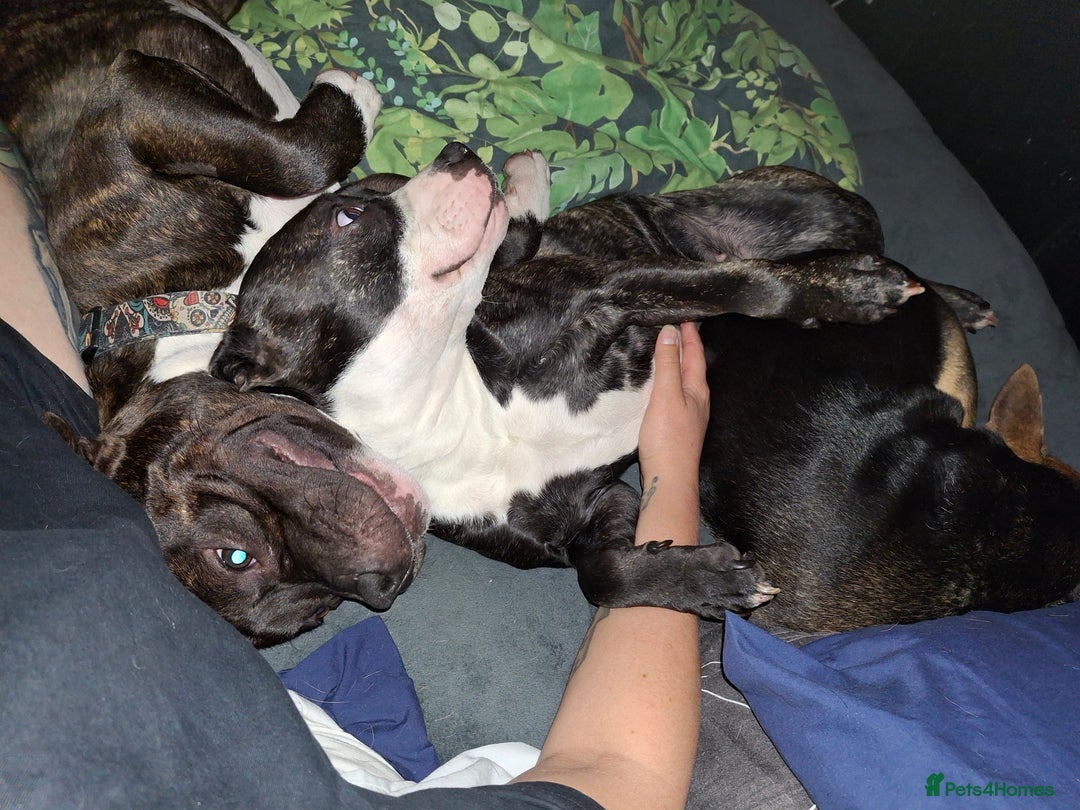 Staffordshire Bull Terrier dogs for sale: Blue Staffordshire Bull Terrier puppies - Image 1