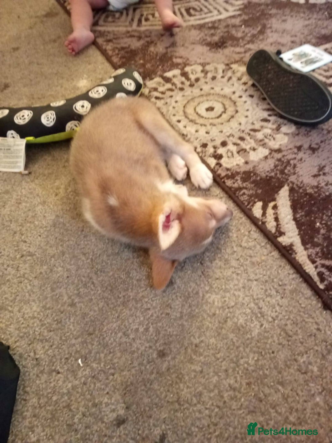 Mixed Breed dogs for sale: 4 males 1 female german sheperd x husky - Advert 10