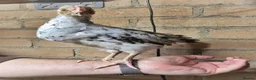 Chickens poultry for sale: Swedish Flower Hens & Cuckoo Marans - Advert 6