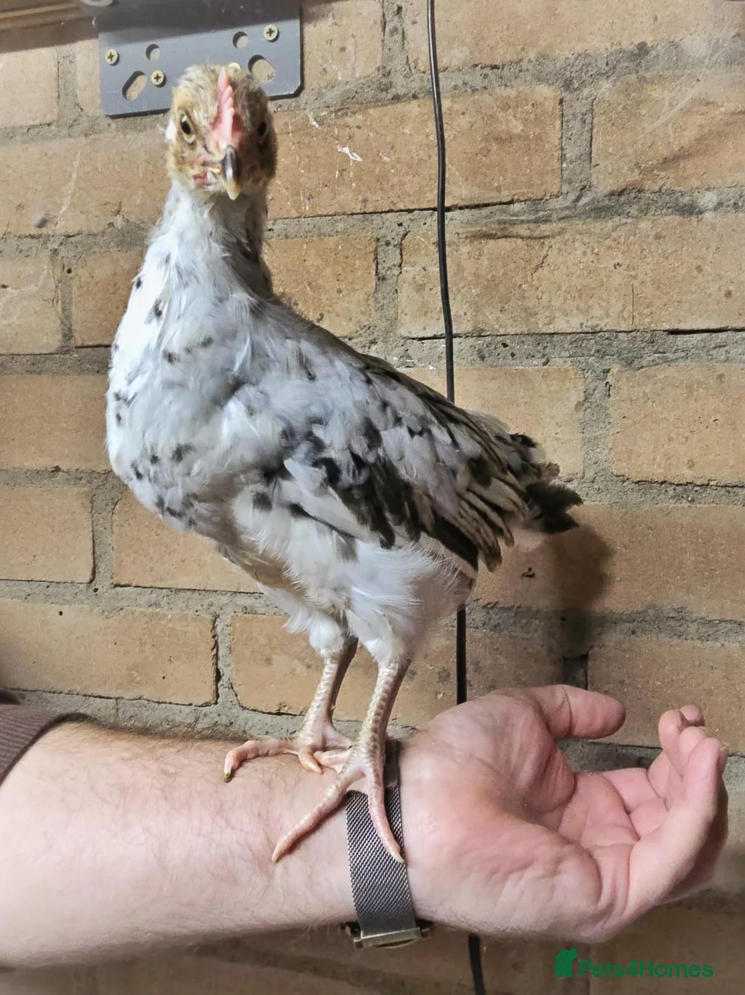 Chickens poultry for sale: Swedish Flower Hens & Cuckoo Marans - Advert 6