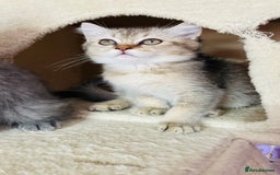 Scottish Fold cats for sale: Beautiful litter Scottish fold ready to new 🏠 ❤️ - Image 10