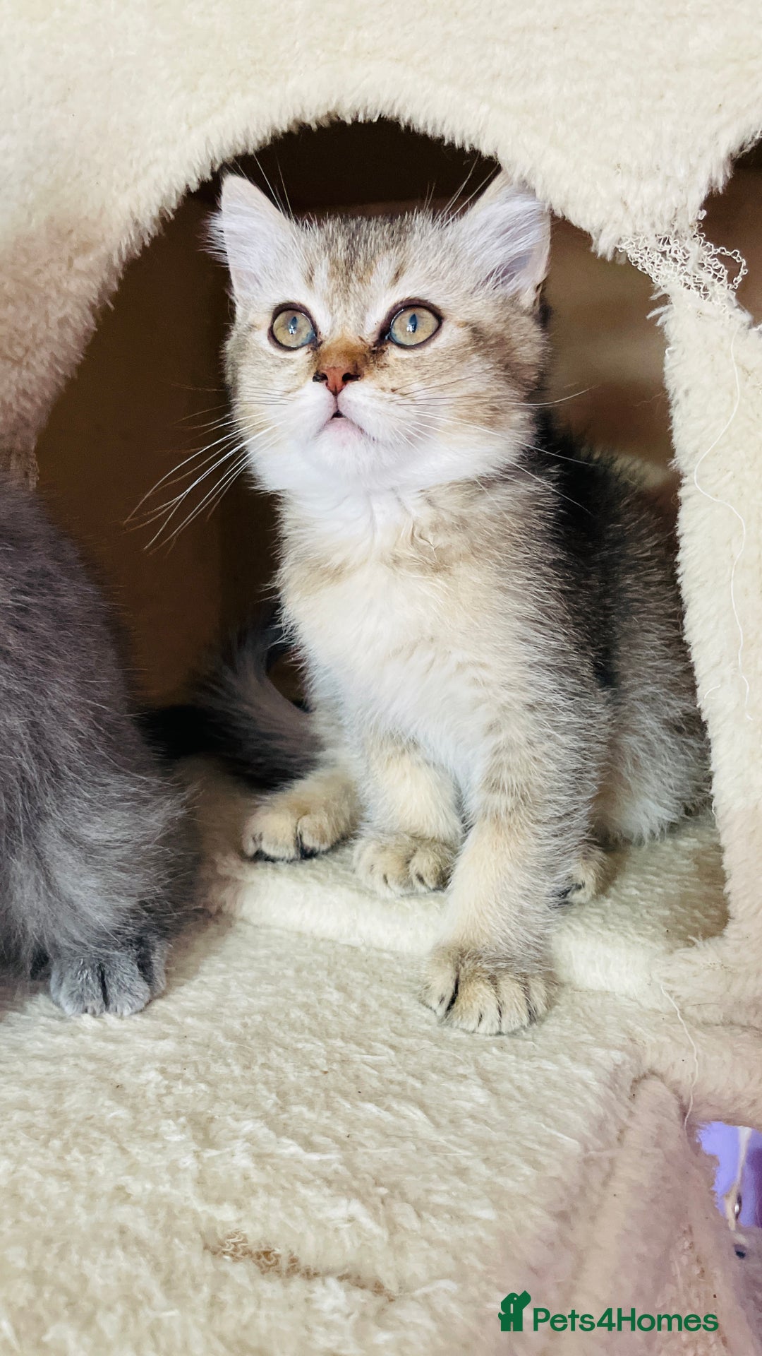 Scottish Fold cats for sale: Beautiful litter Scottish fold ready to new 🏠 ❤️ - Image 10