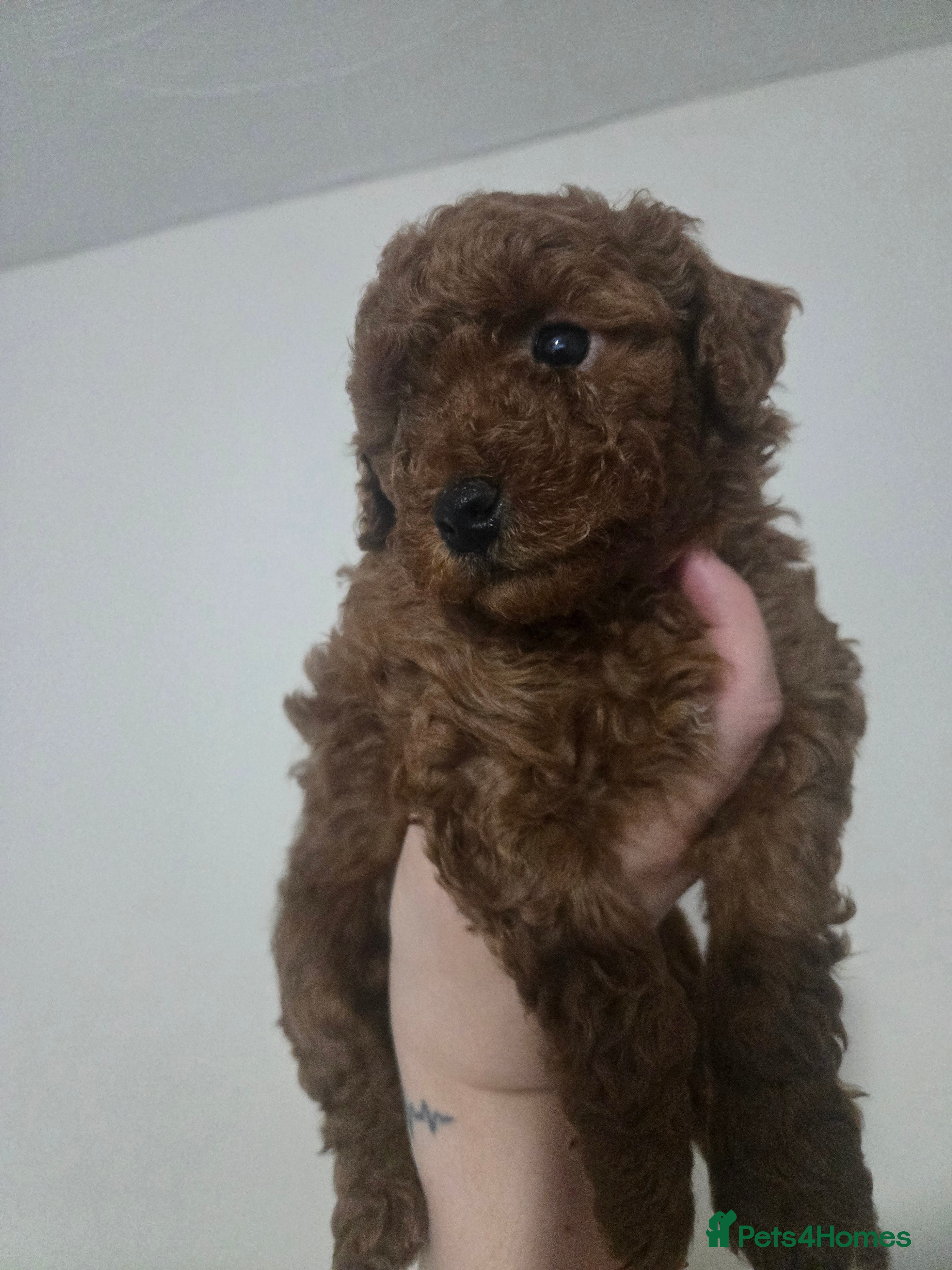 Miniature Poodle dogs Mini poodle ❤️ - Advert 6