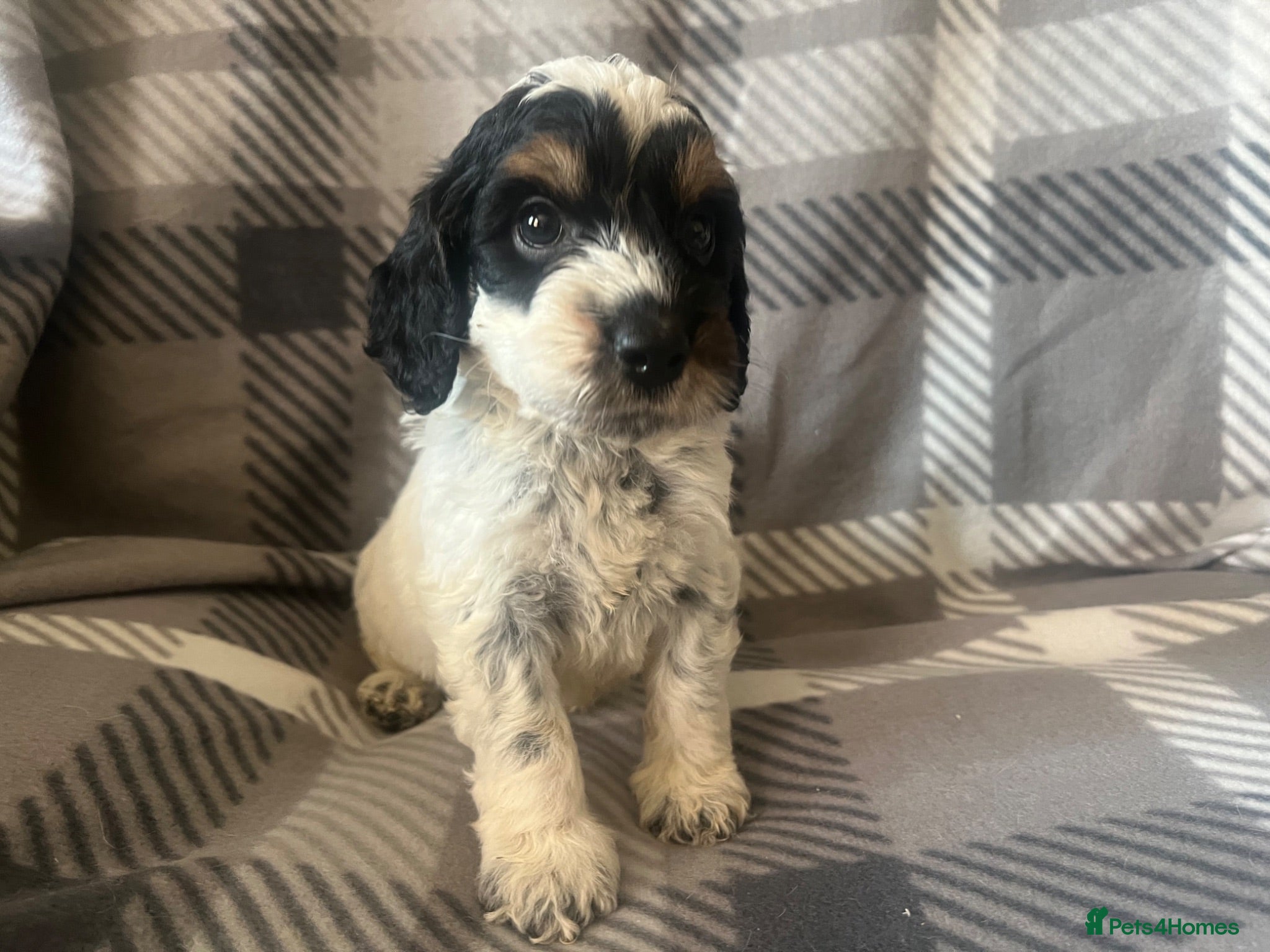 Cockapoo dogs F1 Roan Cockapoo-health tested,full refund guarant - Advert 2