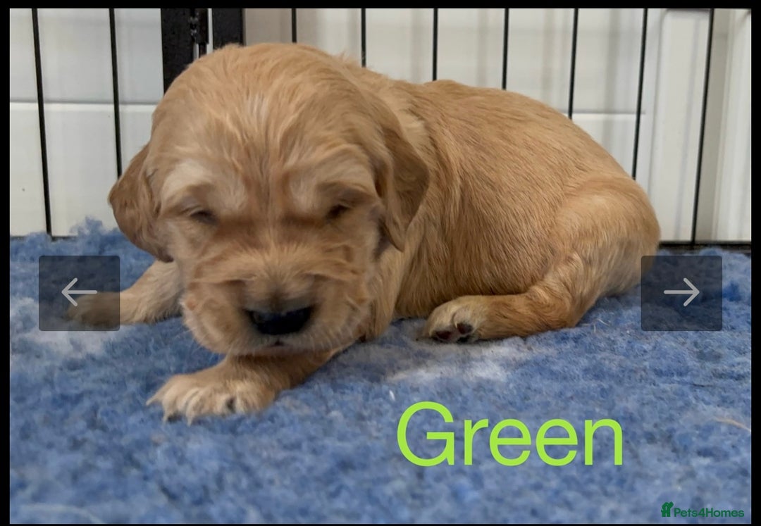Golden Retriever dogs for sale: KC DNA tested gorgeous golden retriever puppies  - Advert 16
