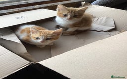 Mixed Breed cats for sale: Fluffy kittens. - Image 2