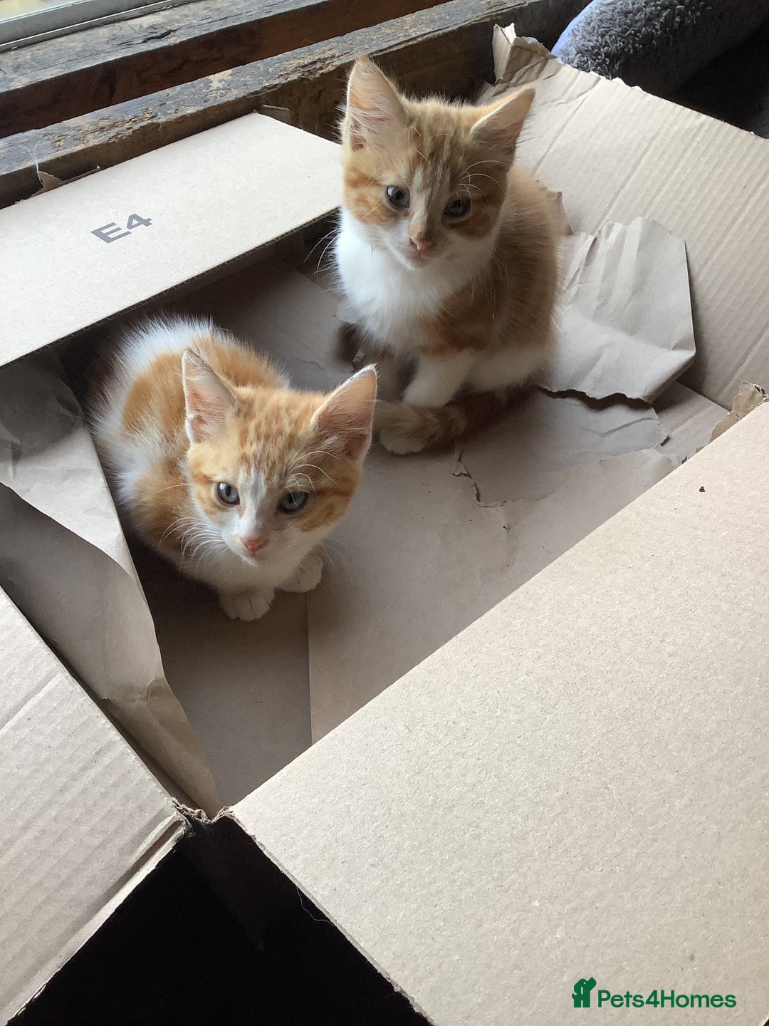 Mixed Breed cats for sale: Fluffy kittens. - Image 2