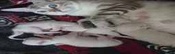 Bengal cats for sale: 🌟Stunning pure snow bengal kittens 🎉 in Southampton - Advert 18