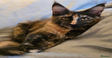 Maine Coon cats - Advert 14