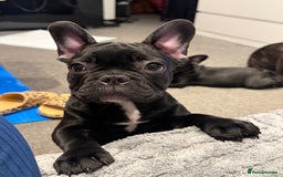 French Bulldog dogs for sale: French Bulldog Puppies 3 Months Old Girl and Boy  - Image 15