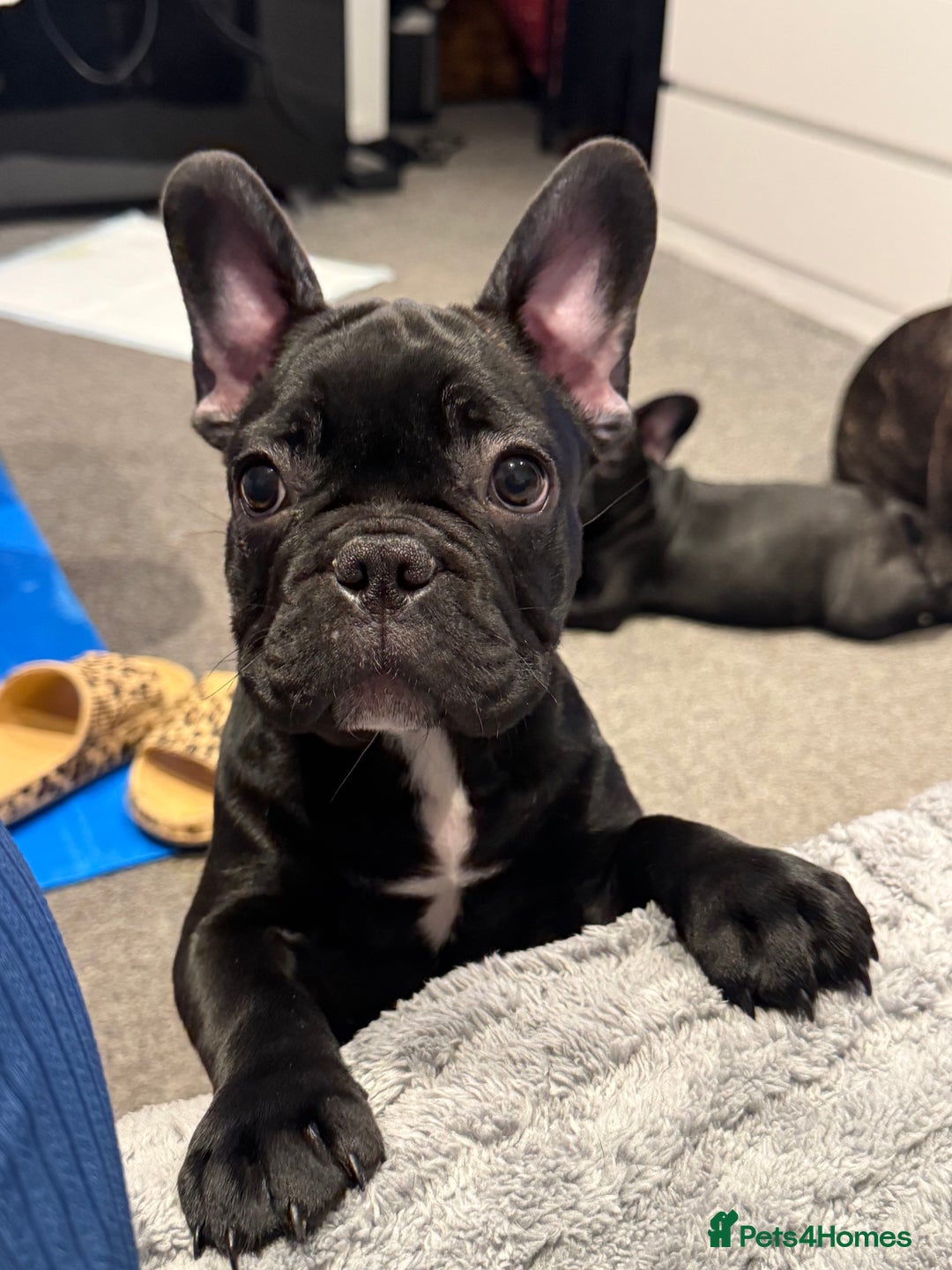 French Bulldog dogs for sale: French Bulldog Puppies 3 Months Old Girl and Boy  - Image 15