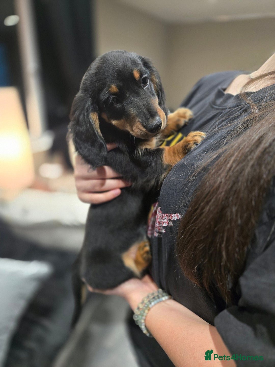 Miniature Dachshund dogs for sale: ❤️miniature dachshund puppy❤️ - Advert 6