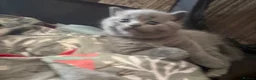 British Shorthair cats for sale: British Shorthair kittens  - Advert 8