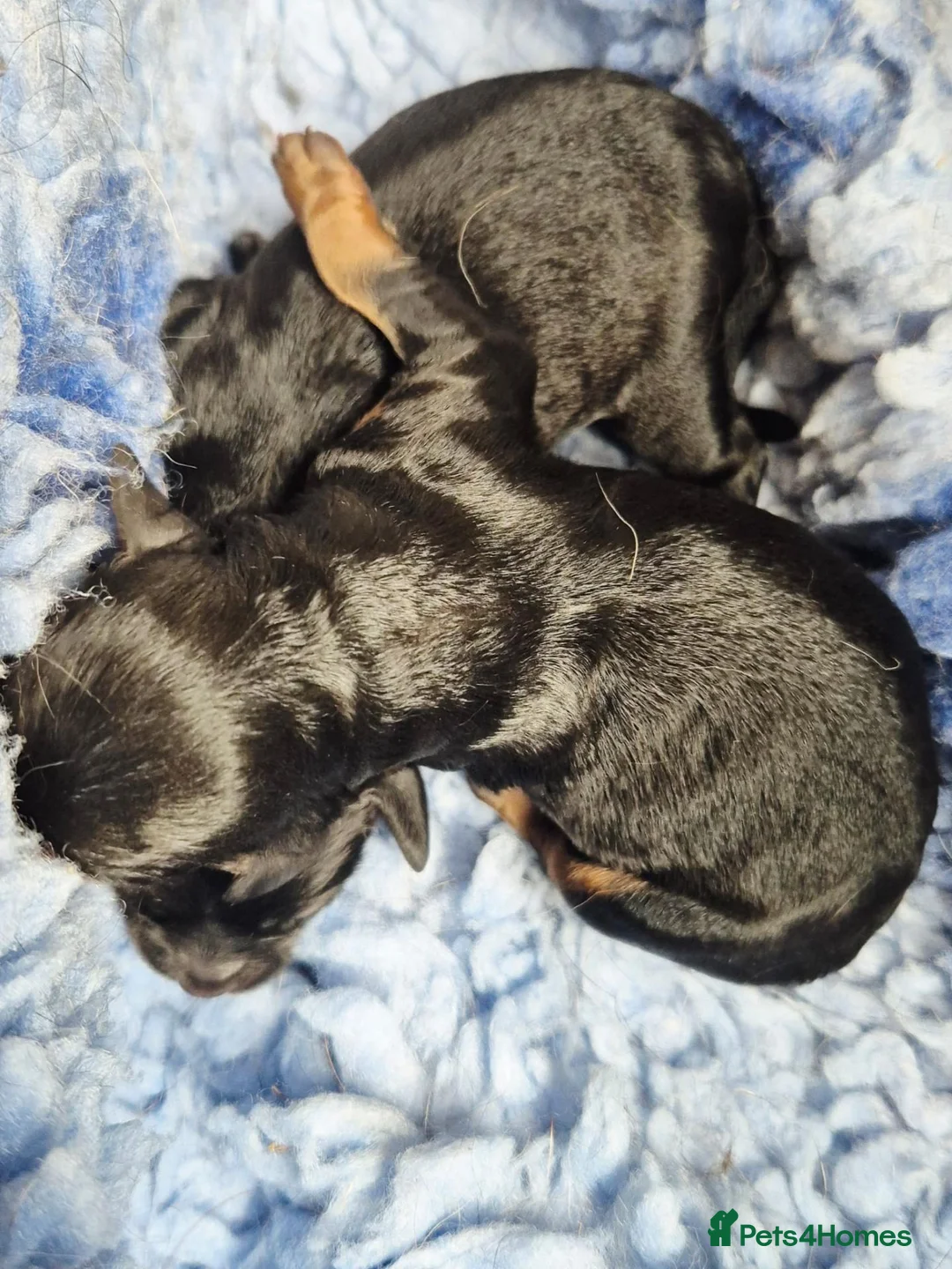 Cavapoo dogs for sale: Top quality Cavapoo pups from proven parents. - Advert 4