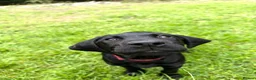 Labrador Retriever dogs for sale: FTCH Drakeshead Labrador boys  in Whiston - Advert 12