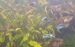 Axolotl reptiles for sale: Axolotls  - Image 10