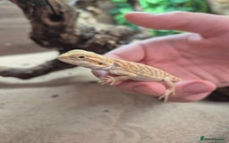 Bearded Dragon reptiles for sale: Baby bearded dragons - Image 4