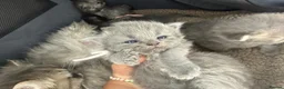 Persian cats for sale: Beautiful Persian babies in Bradford - Advert 6