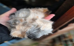 Guinea Pig rodents for sale: Gorgeous purebred baby Abyssinian guinea pigs - Advert 3