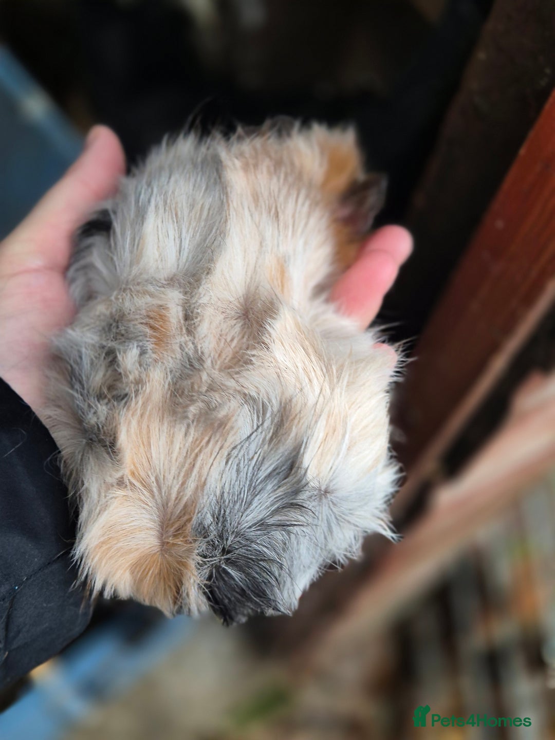 Guinea Pig rodents for sale: Gorgeous purebred baby Abyssinian guinea pigs - Advert 3