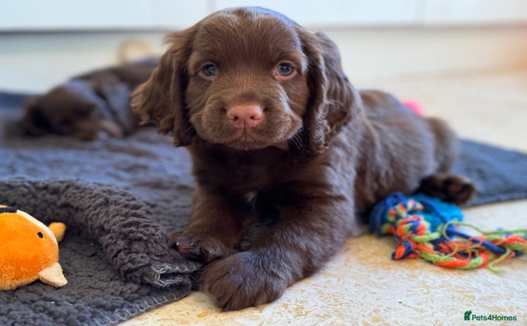 Cocker Spaniel dogs - Advert 4