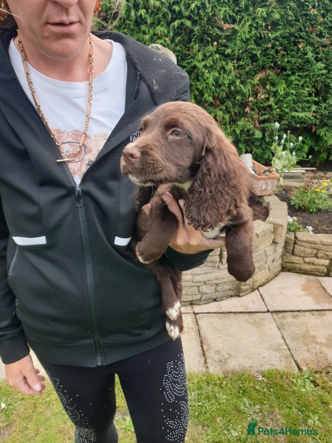 Sprocker dogs for sale: Sprockers Puppys - Image 5