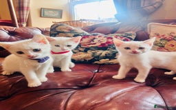 Mixed Breed cats for sale: *READY NOW* 3 Beautiful White Kittens - Image 2