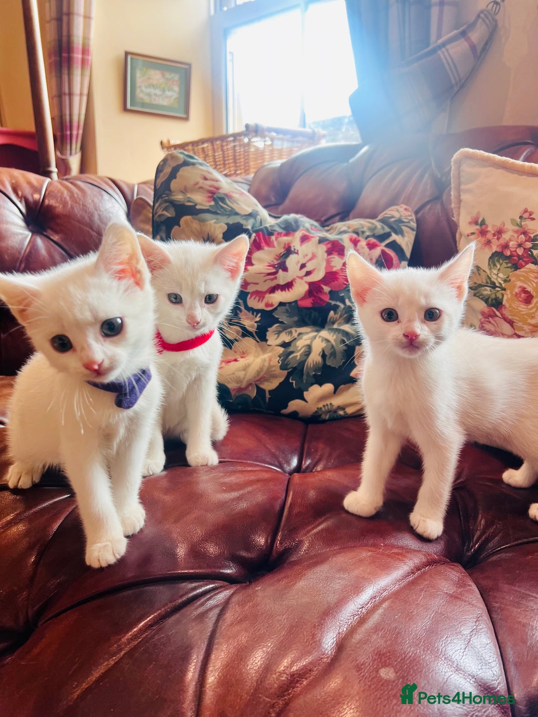 Mixed Breed cats for sale: *READY NOW* 3 Beautiful White Kittens - Image 2