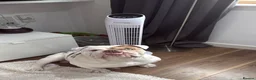 English Bulldog dogs for sale: New English Bulldog PABLO - Advert 9
