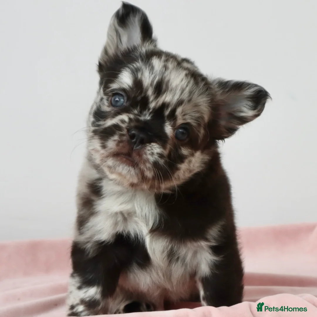 French Bulldog dogs for sale: Fluffy Frenchies - Advert 2