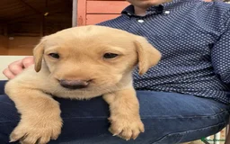 Labrador Retriever dogs for sale: IGL Champion × Top Irish Bitch Ready Mid–End Aug - Image 9