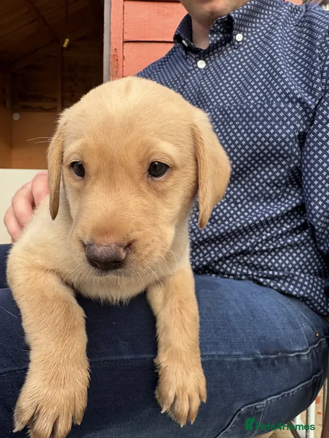 Labrador Retriever dogs for sale: IGL Champion × Top Irish Bitch Ready Mid–End Aug - Image 9