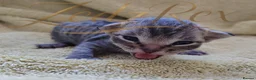 Devon Rex cats for sale: GCCF registered Devon Rex Kittens - Advert 8