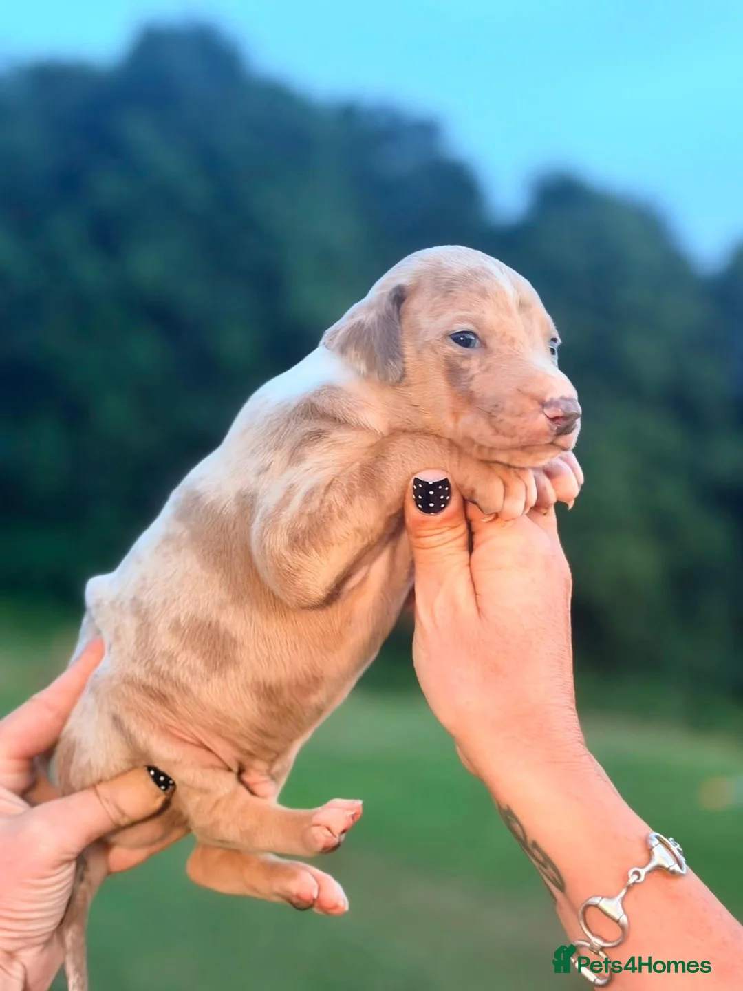 Lurcher dogs for sale: Beautiful Lurcher Pups - Advert 17