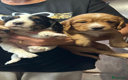 Cocker Spaniel dogs for sale: COCKER SPANIEL PUPS - Image 5