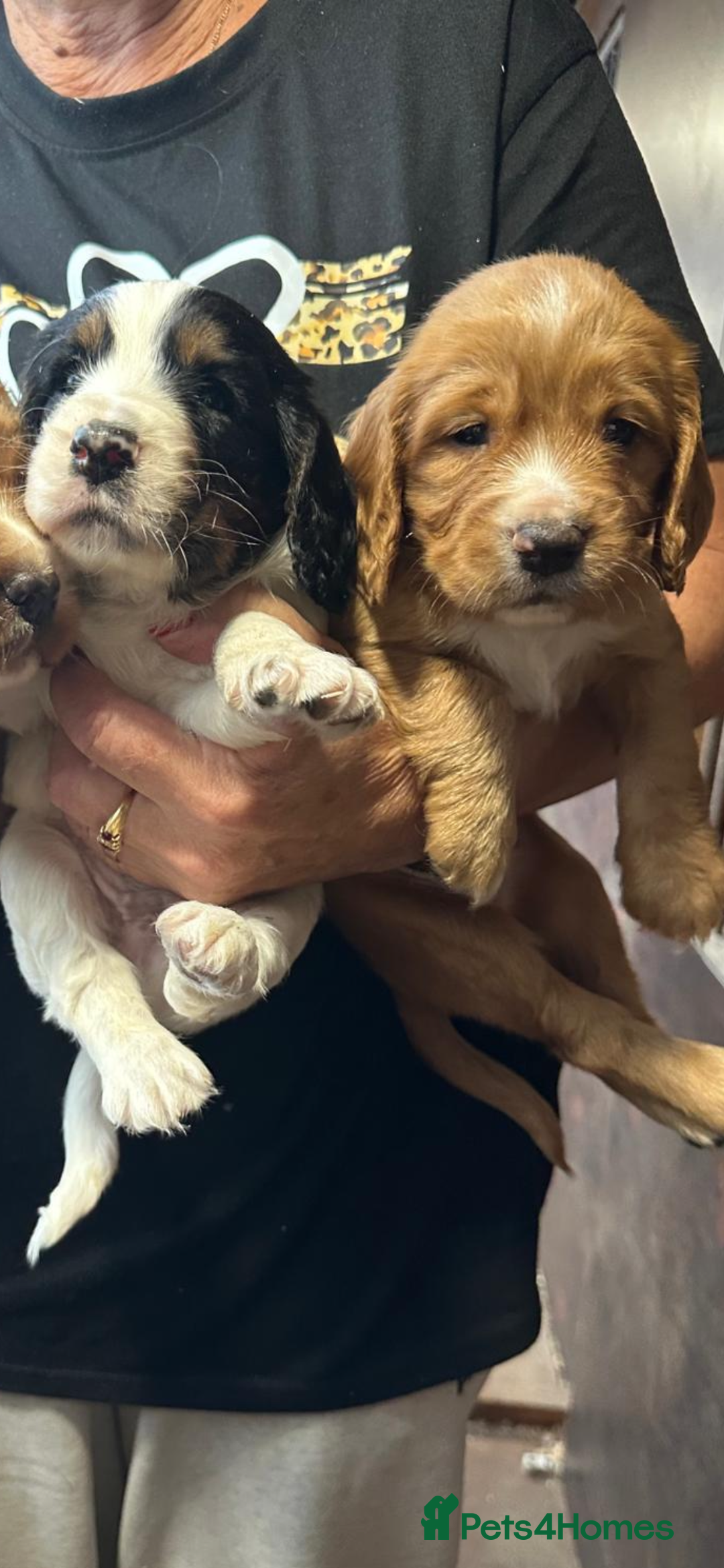 Cocker Spaniel dogs for sale: COCKER SPANIEL PUPS - Image 5